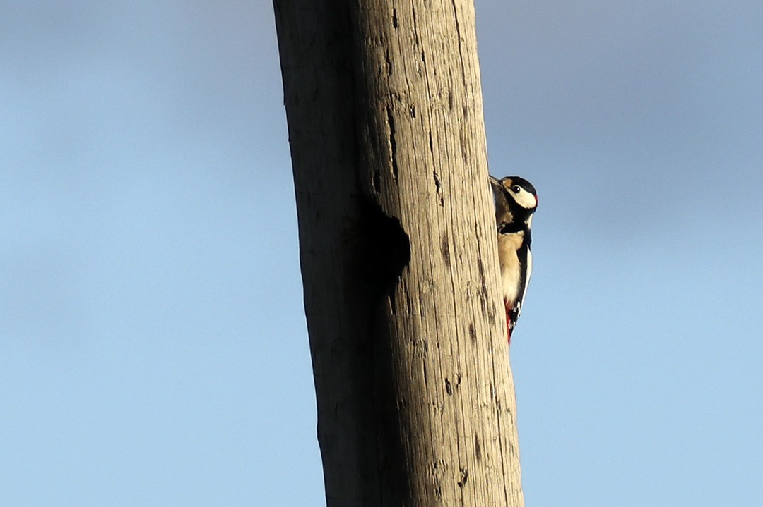 Great Spotted Woodpecker - ML278724071