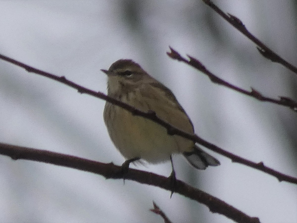 Palm Warbler - Patty Rose