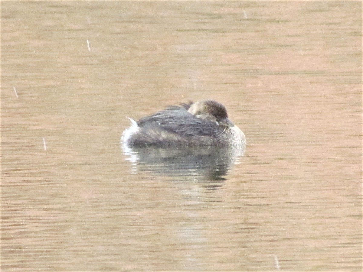 Pied-billed Grebe - ML278726511