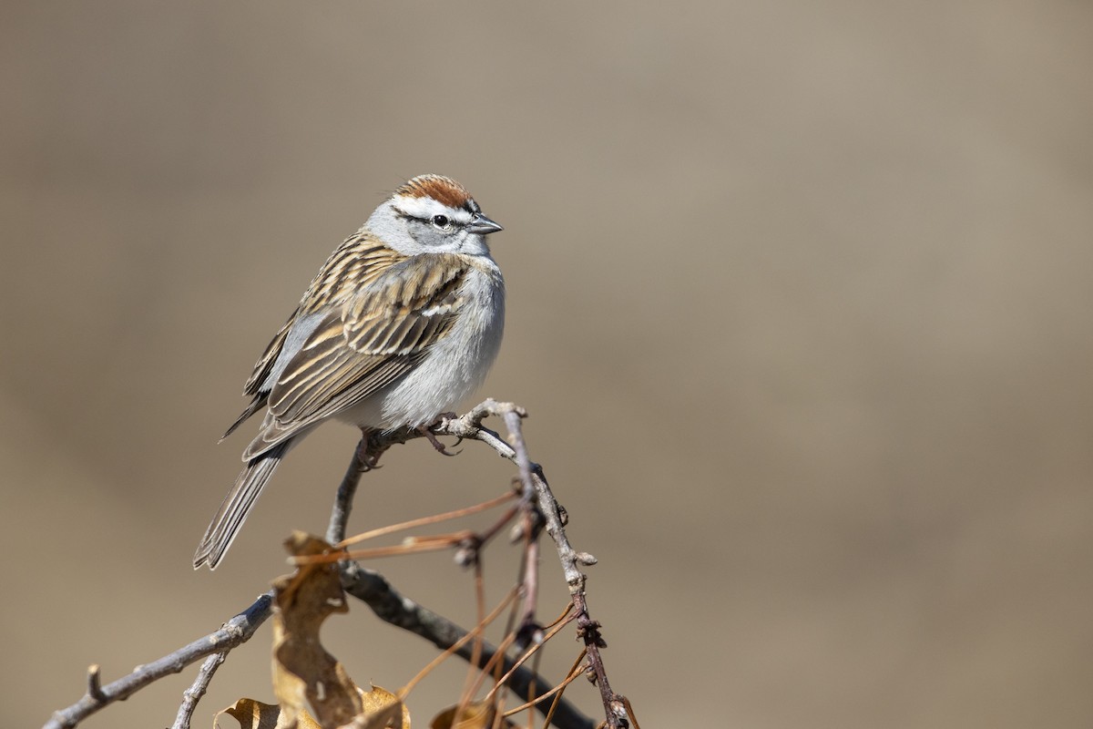 Chipping Sparrow - Michael Stubblefield