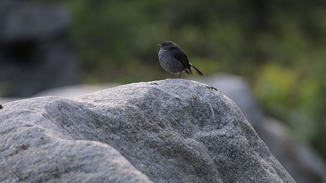 Plumbeous Redstart - ML278728341