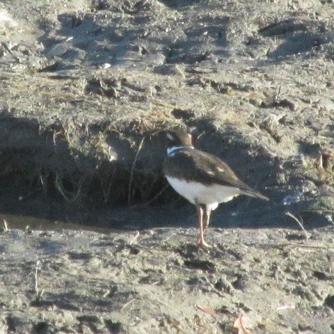 Killdeer - ML278729651