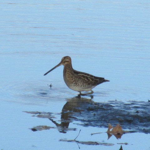 Wilson's Snipe - ML278729711