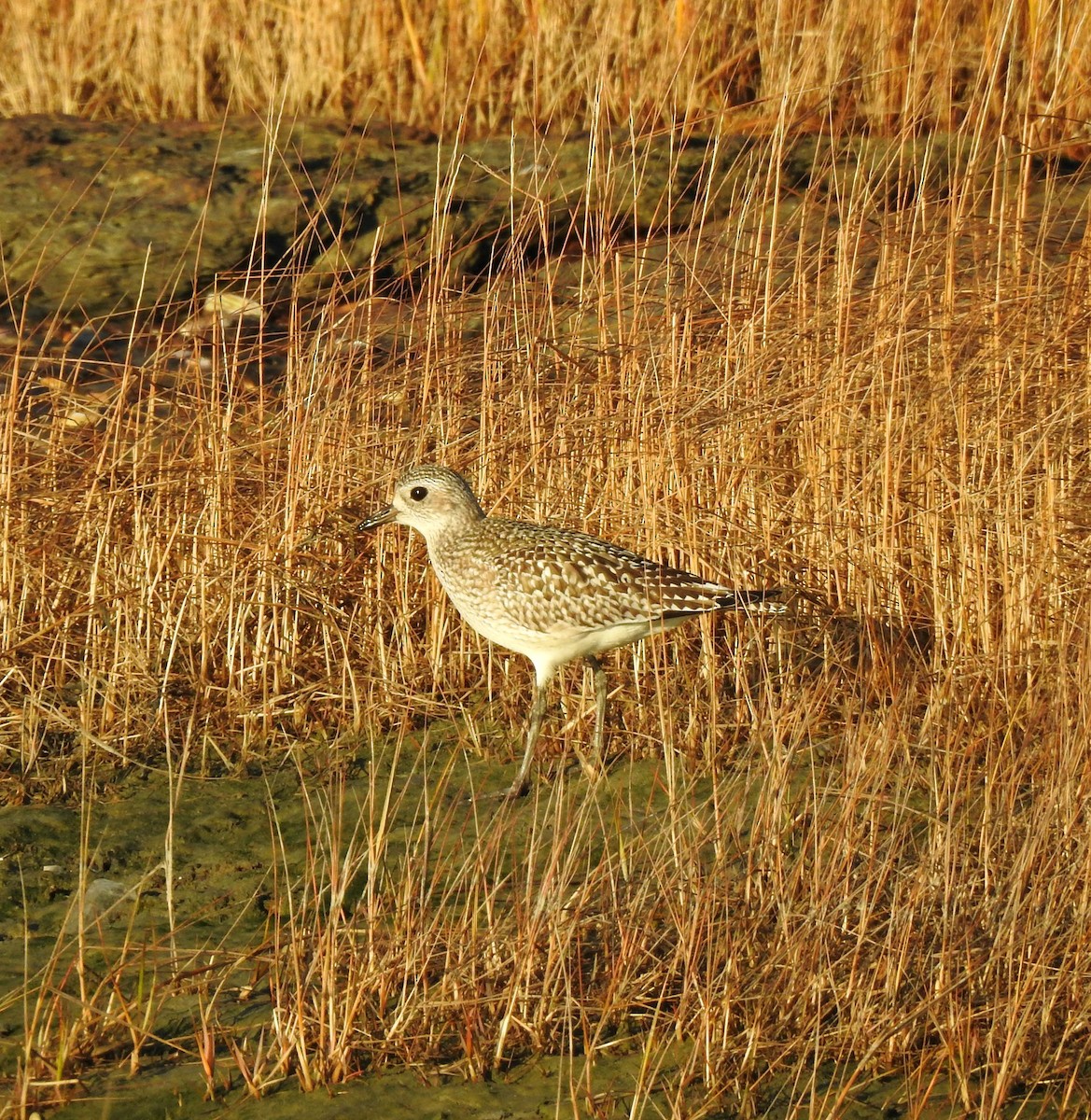 Black-bellied Plover - Mary Alley