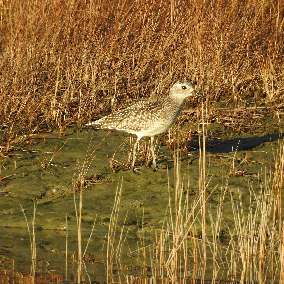 Black-bellied Plover - Mary Alley