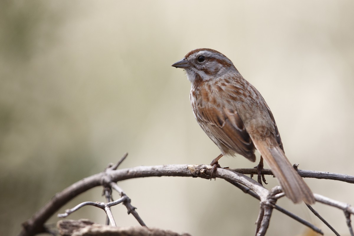 Song Sparrow (fallax Group) - Michael Stubblefield