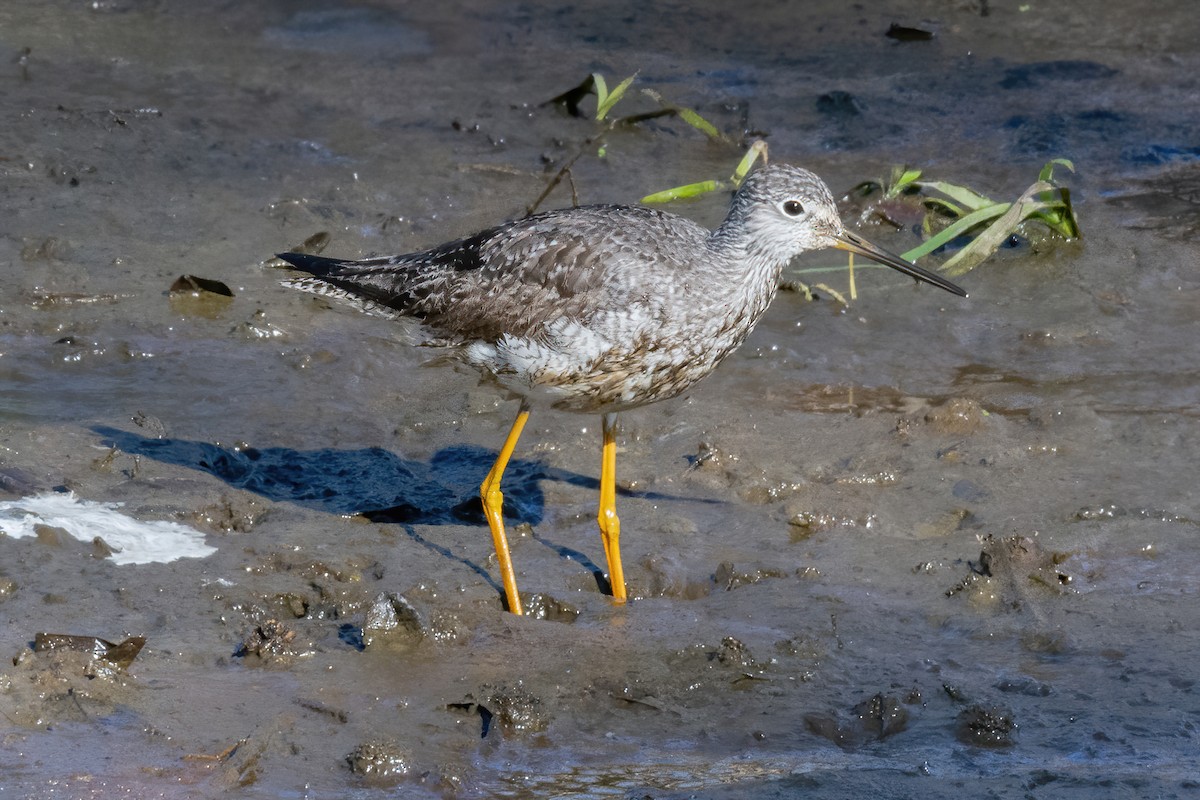 Greater Yellowlegs - ML278733421