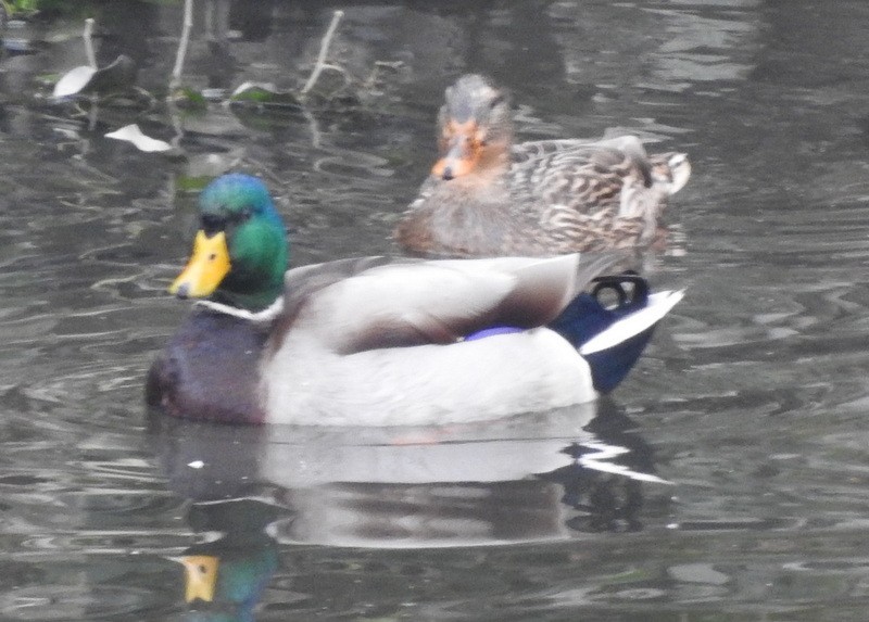 Mallard - ML278735101