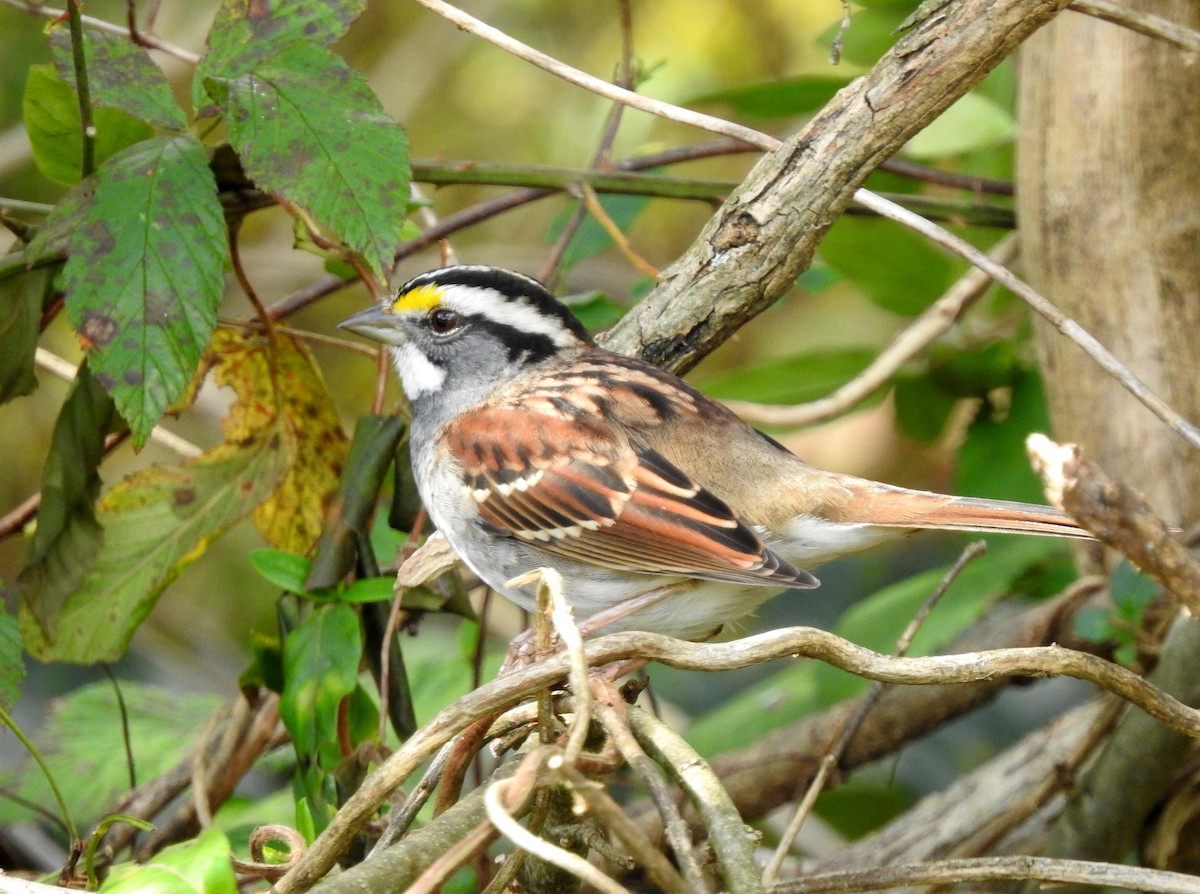 White-throated Sparrow - bob butler