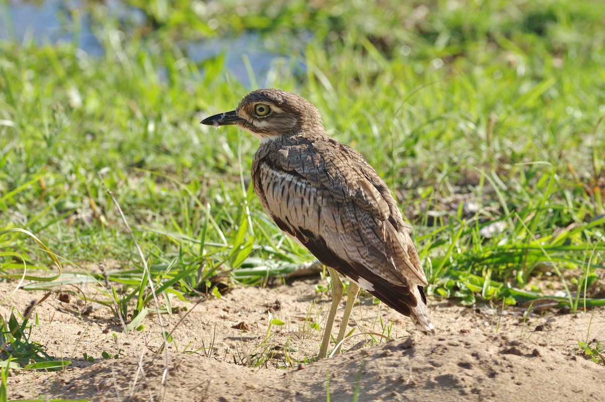 Water Thick-knee - ML27873891