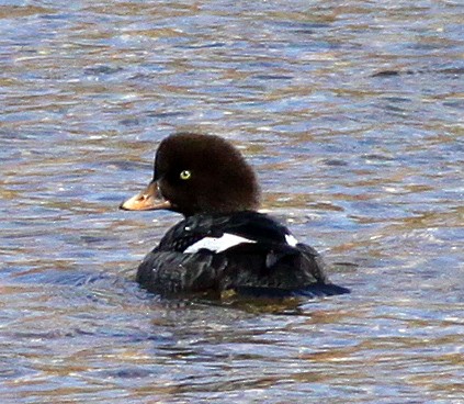 Barrow's Goldeneye - Brad Singer