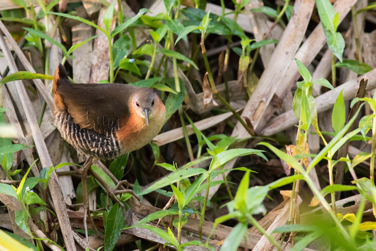 Rufous-sided Crake - ML278742421