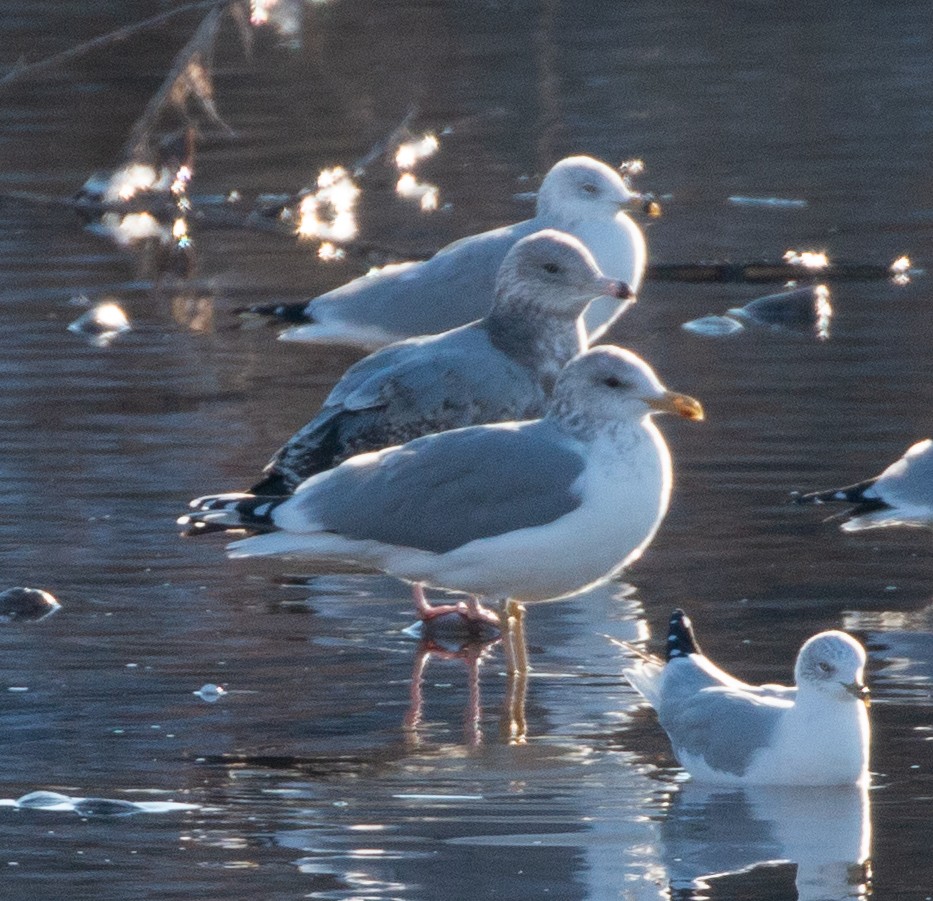 Gaviota Californiana - ML278742721