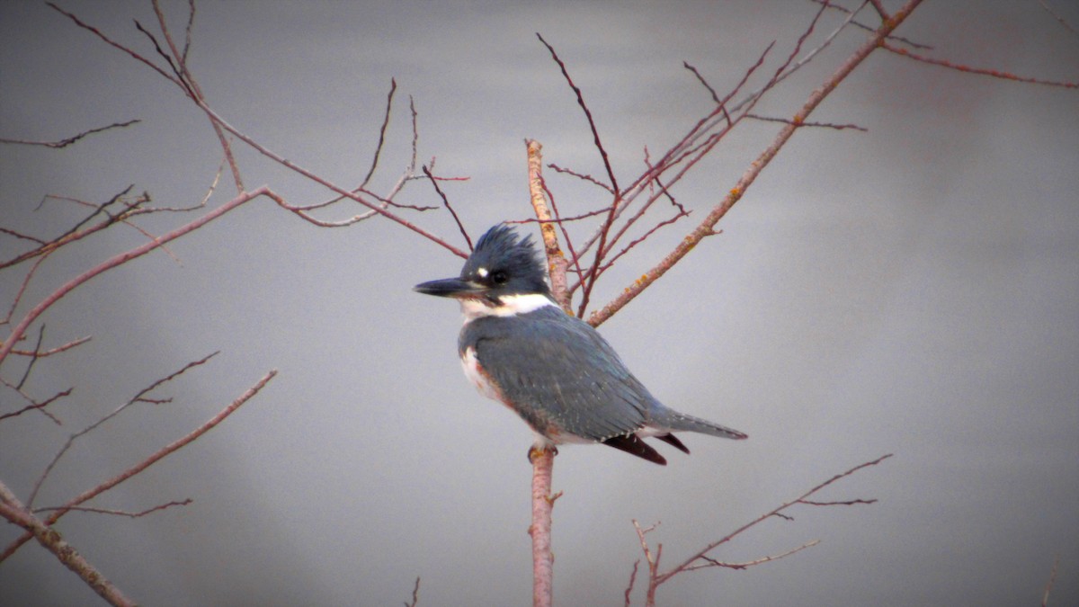 Belted Kingfisher - ML278743081