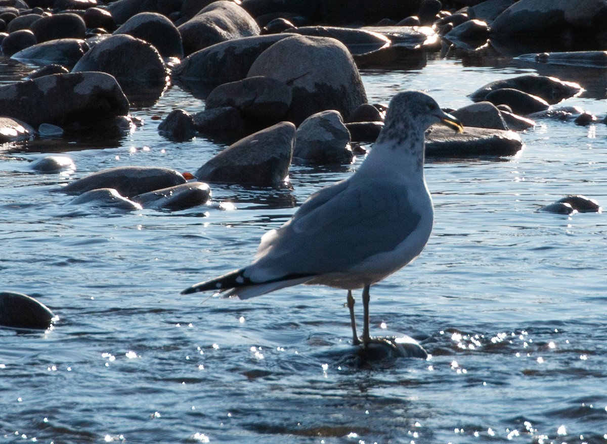 Herring Gull (American) - Andy Boyce