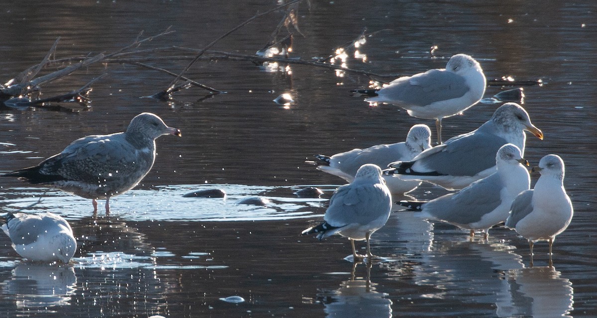 American Herring Gull - ML278743171