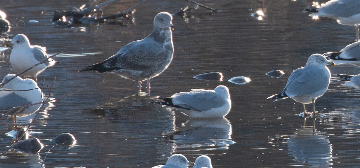 Herring Gull (American) - Andy Boyce