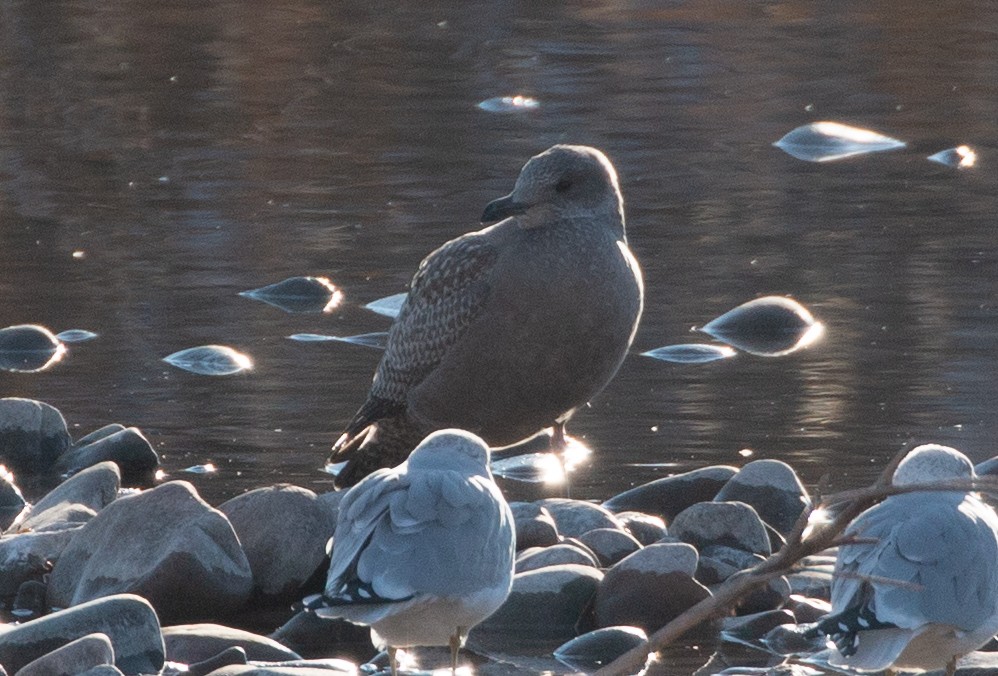 Herring Gull (American) - ML278743361