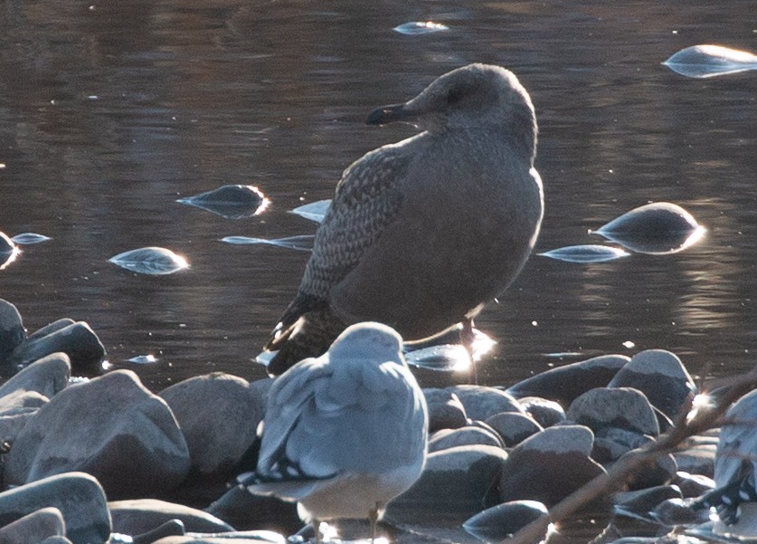 Herring Gull (American) - Andy Boyce