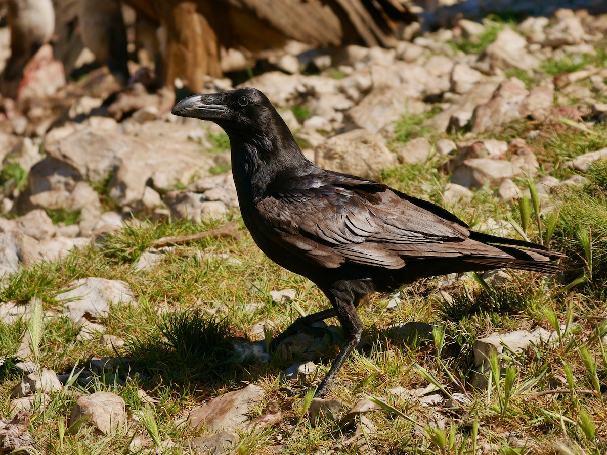 Common Raven - Ellen Askum