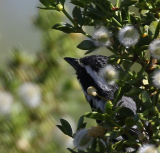Black-throated Gray Warbler - ML27874691
