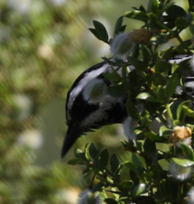 Black-throated Gray Warbler - ML27874701