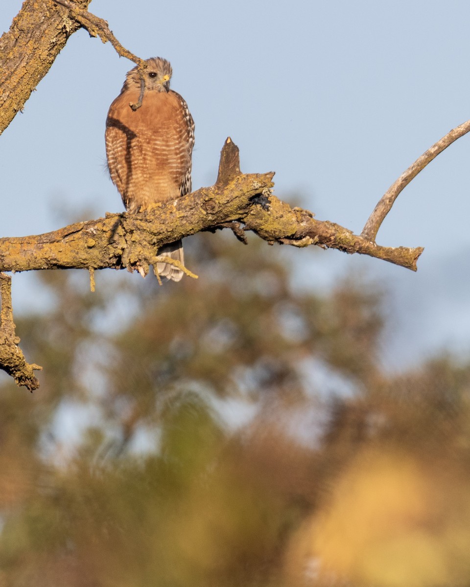 Red-shouldered Hawk - ML278747251