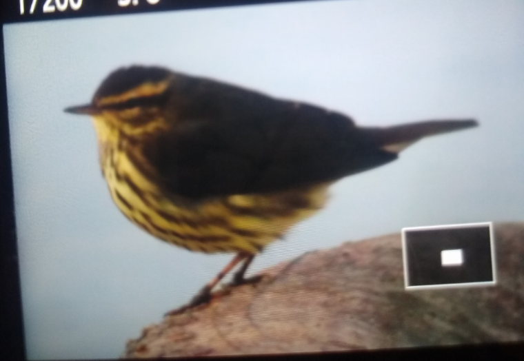 Northern Waterthrush - ML278747421