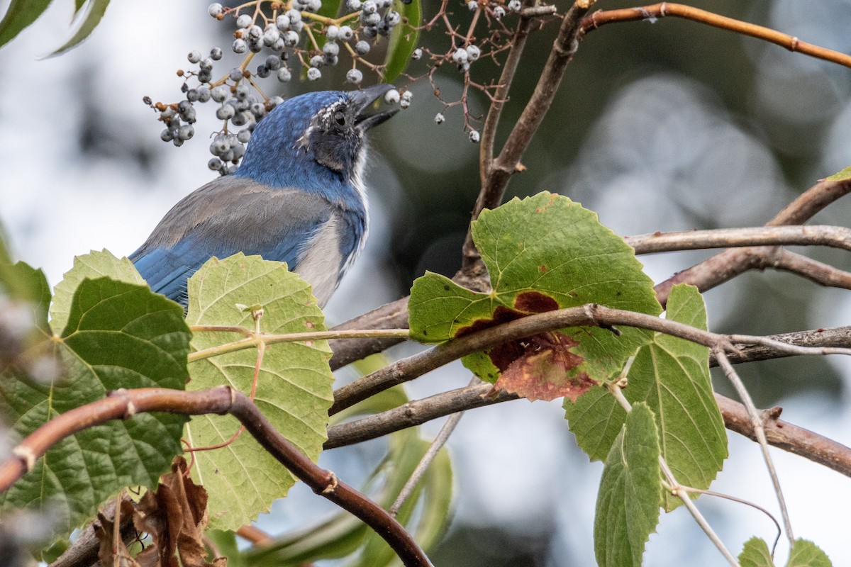 California Scrub-Jay - Tim Ludwick