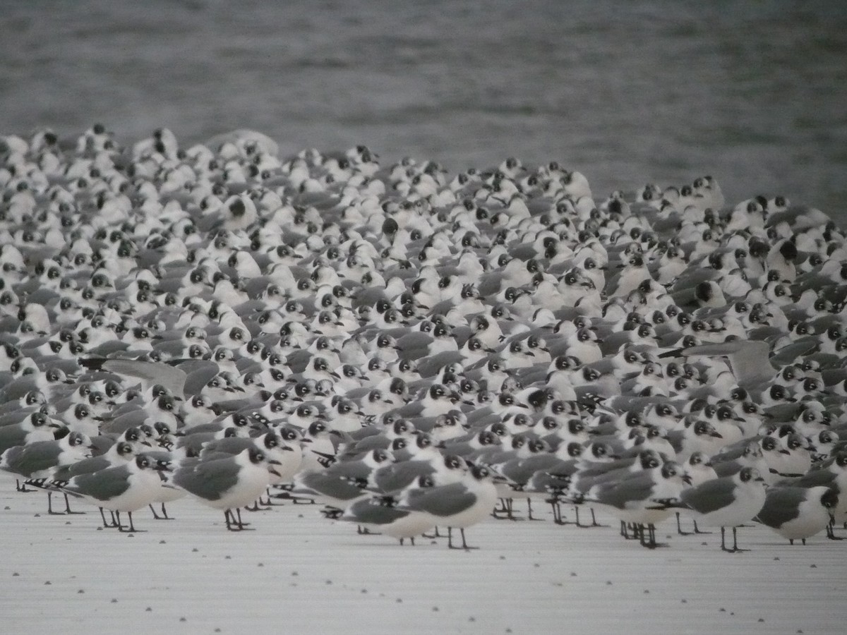 Franklin's Gull - Doug Willis