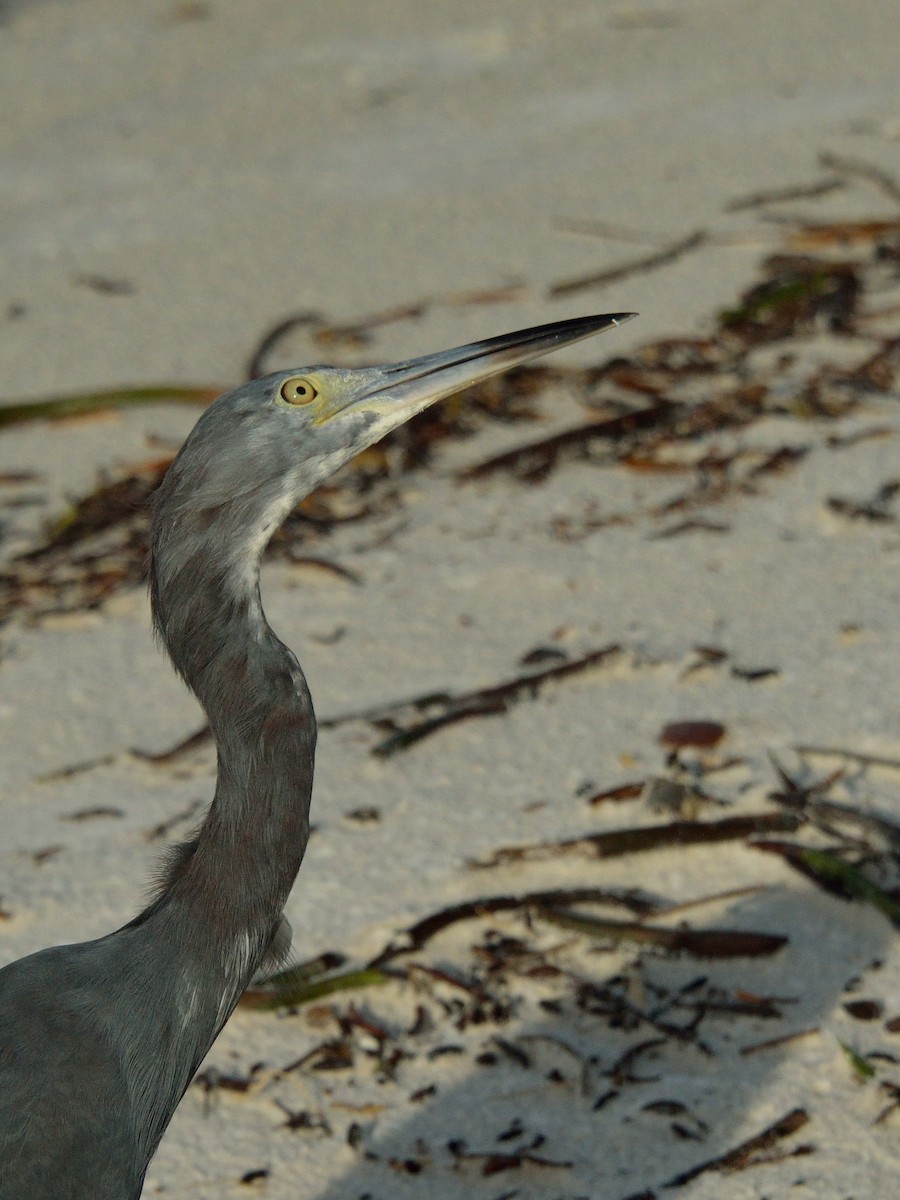 Little Blue Heron - ML278750141