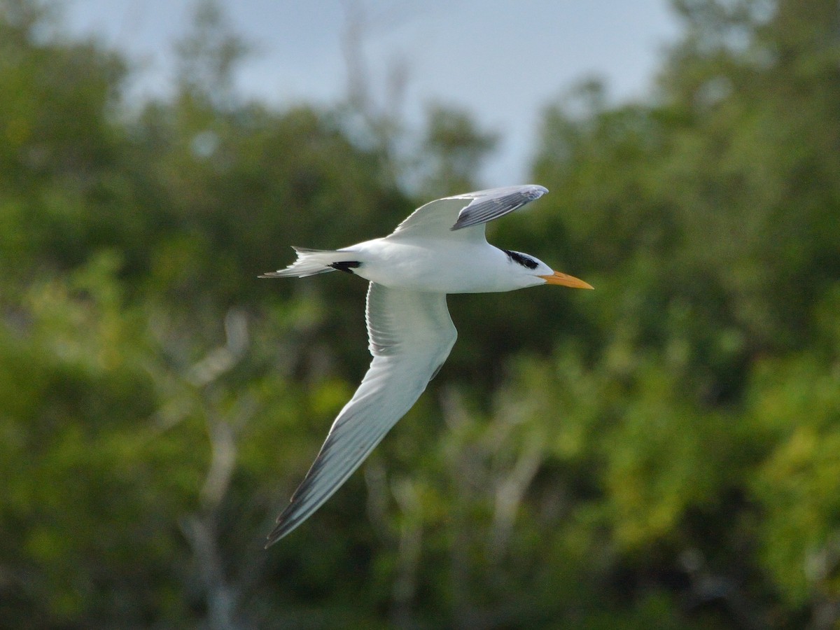 Royal Tern - ML278750671