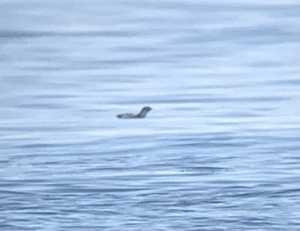 Ancient Murrelet - ML278752841