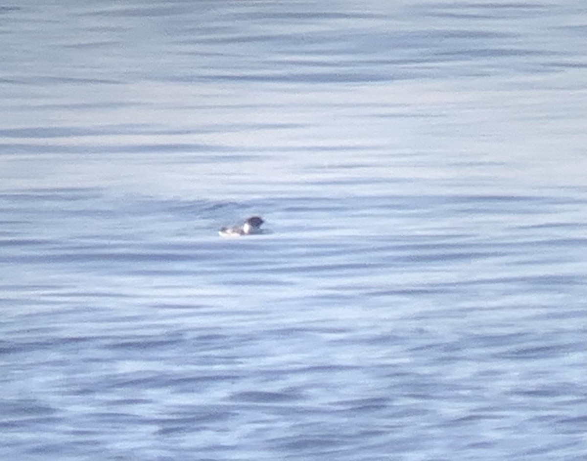 Ancient Murrelet - ML278752881