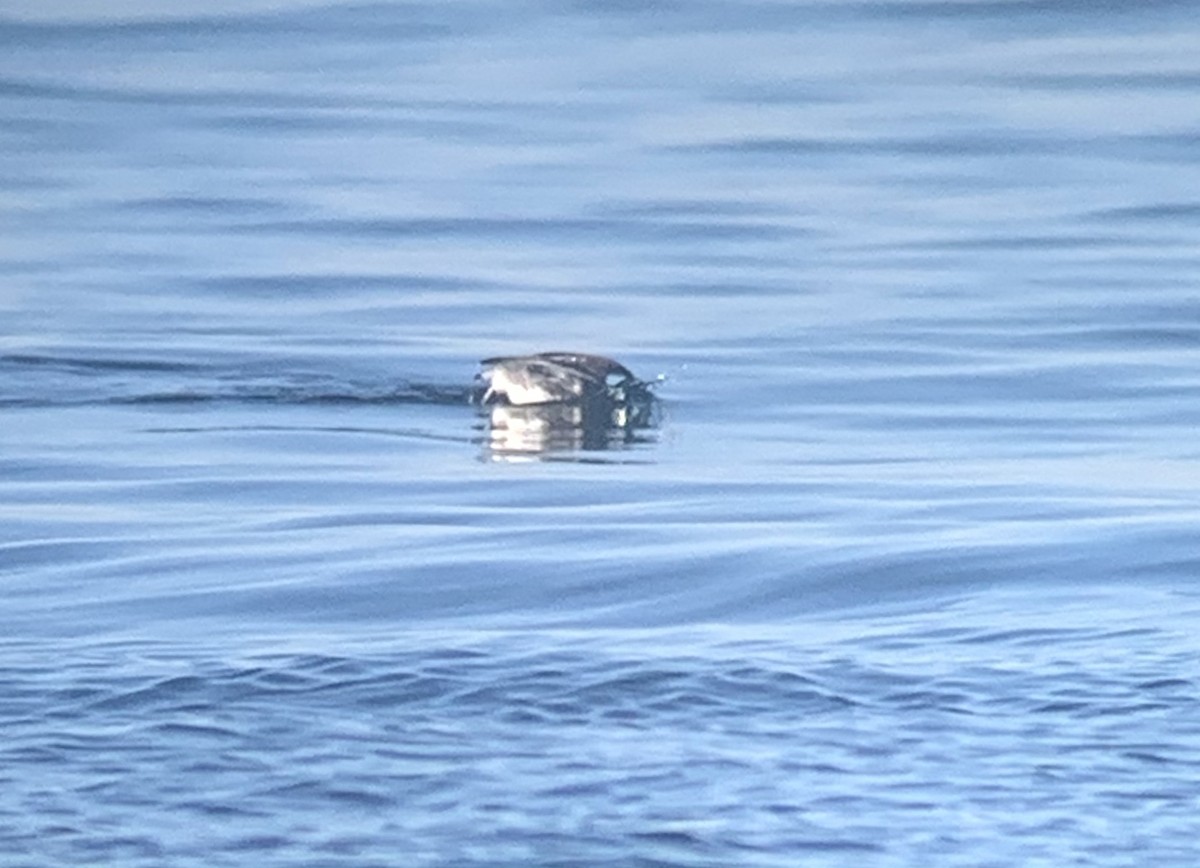 Ancient Murrelet - ML278753941