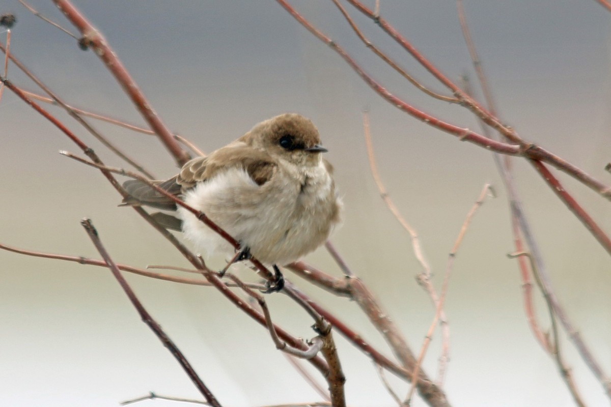 Northern Rough-winged Swallow - Angela  Lleras