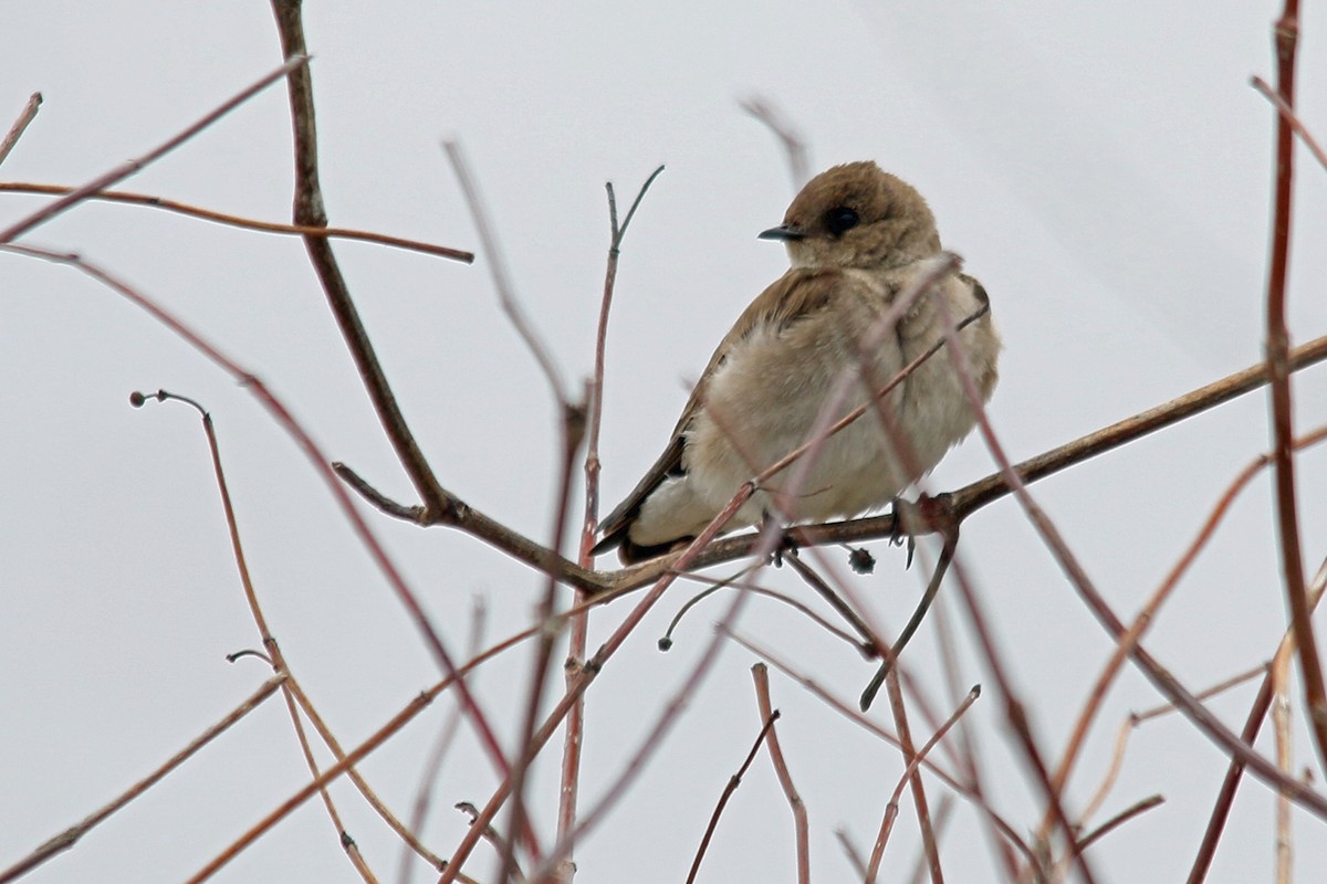 Northern Rough-winged Swallow - Angela  Lleras