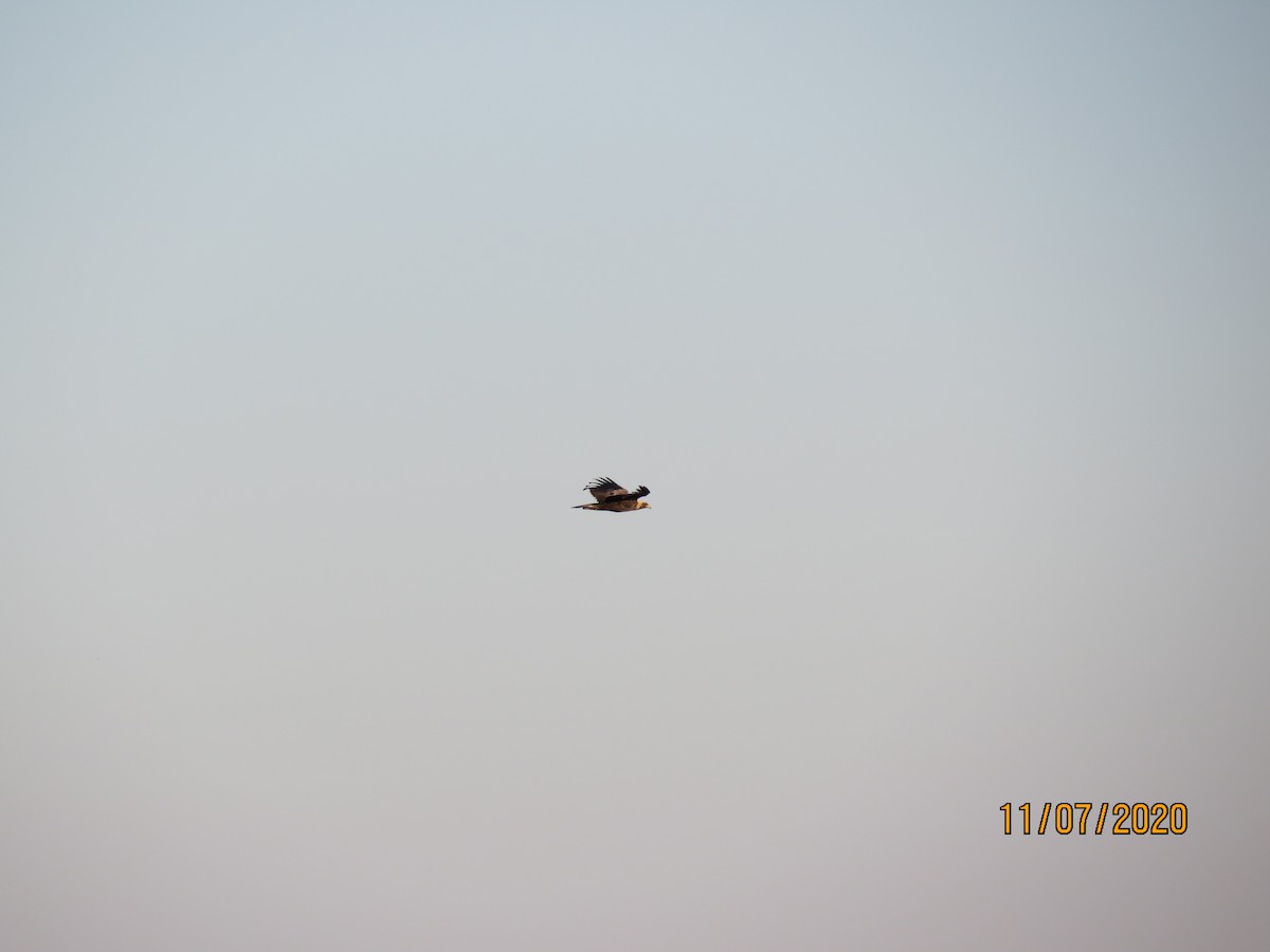 kongeørn - ML278758621