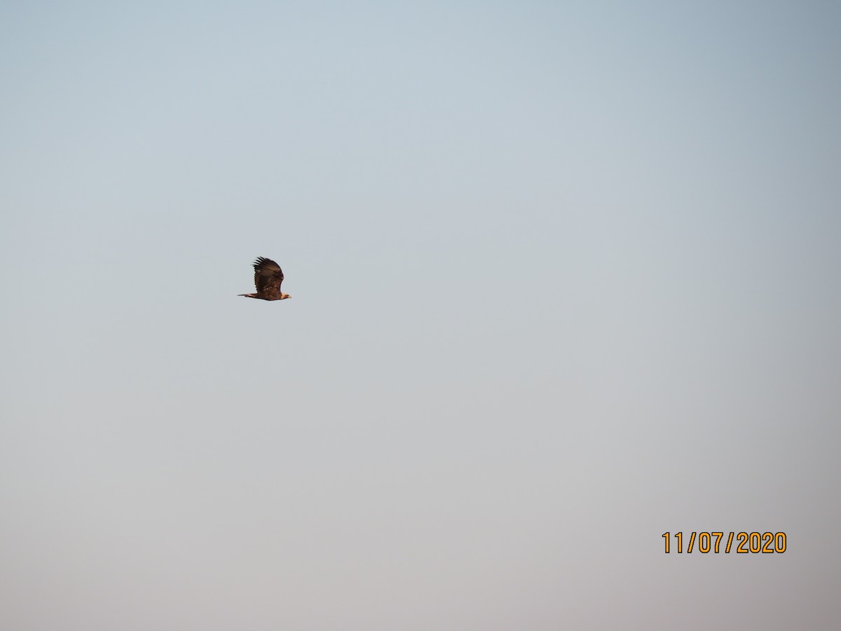 kongeørn - ML278758651