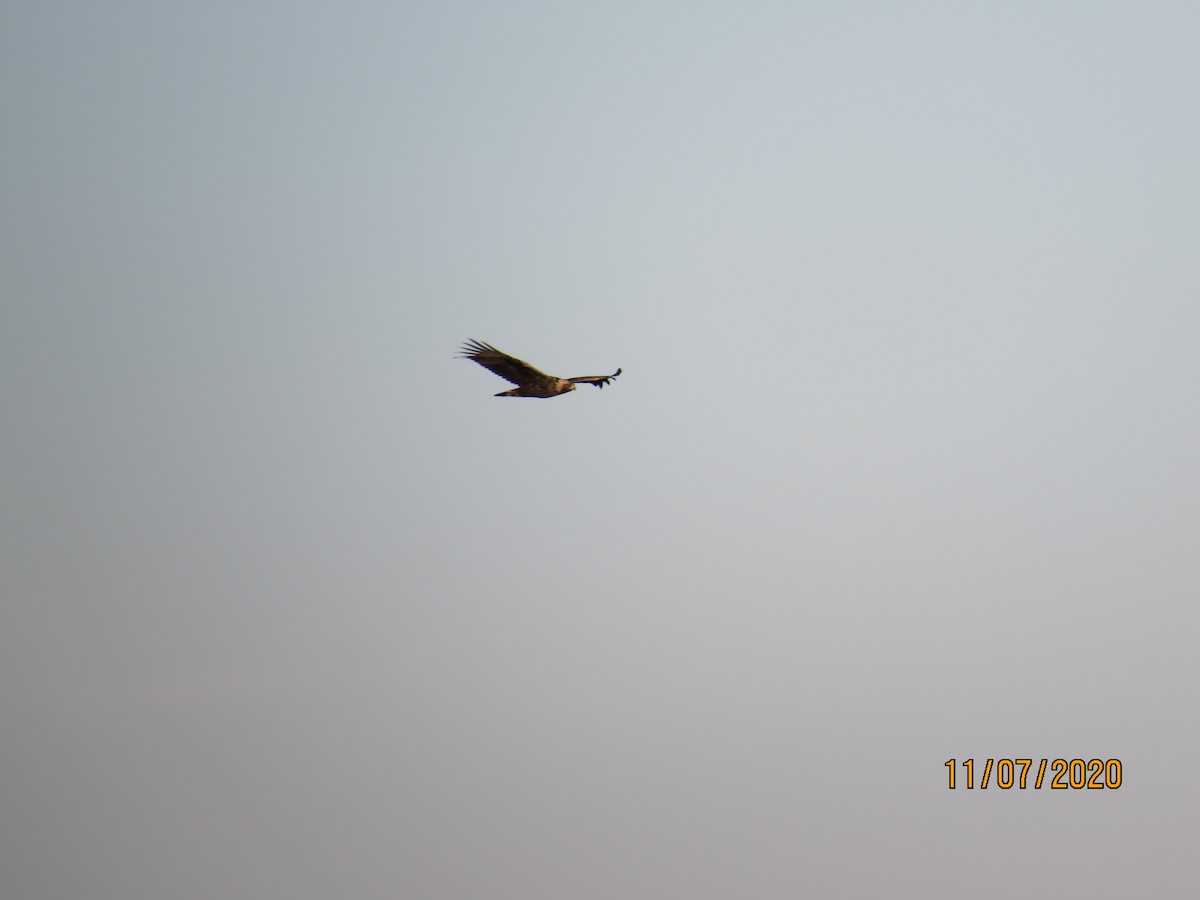 kongeørn - ML278758721