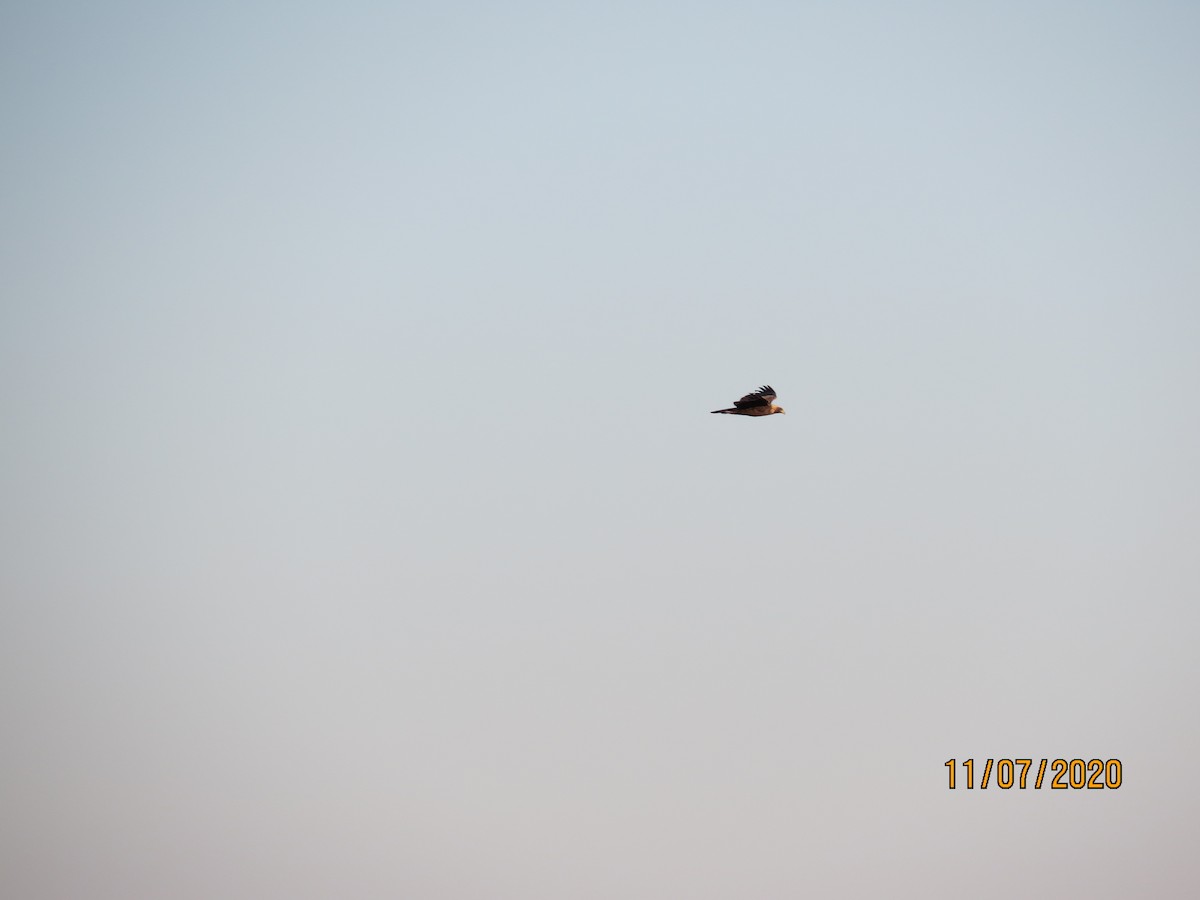 kongeørn - ML278758731