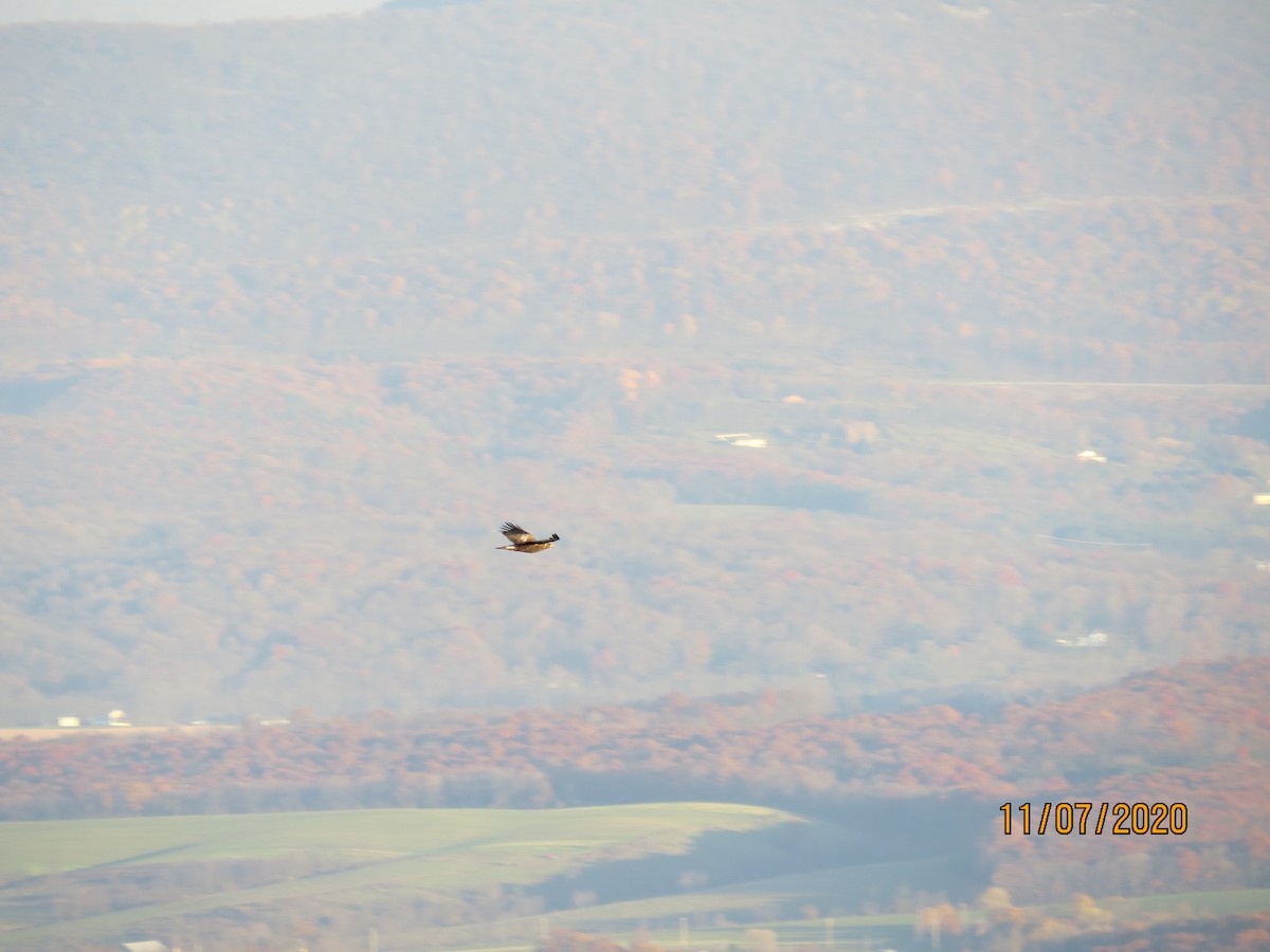 kongeørn - ML278758771