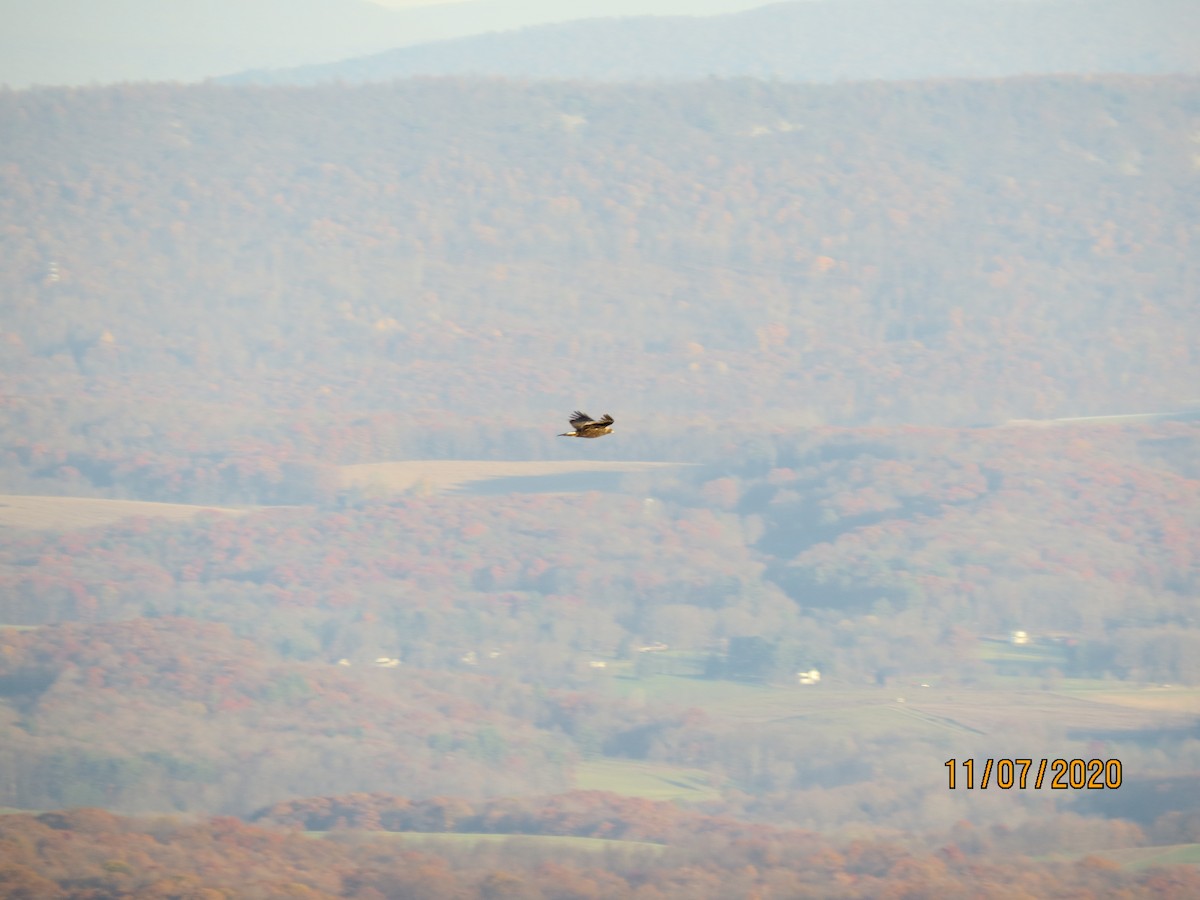 kongeørn - ML278758781