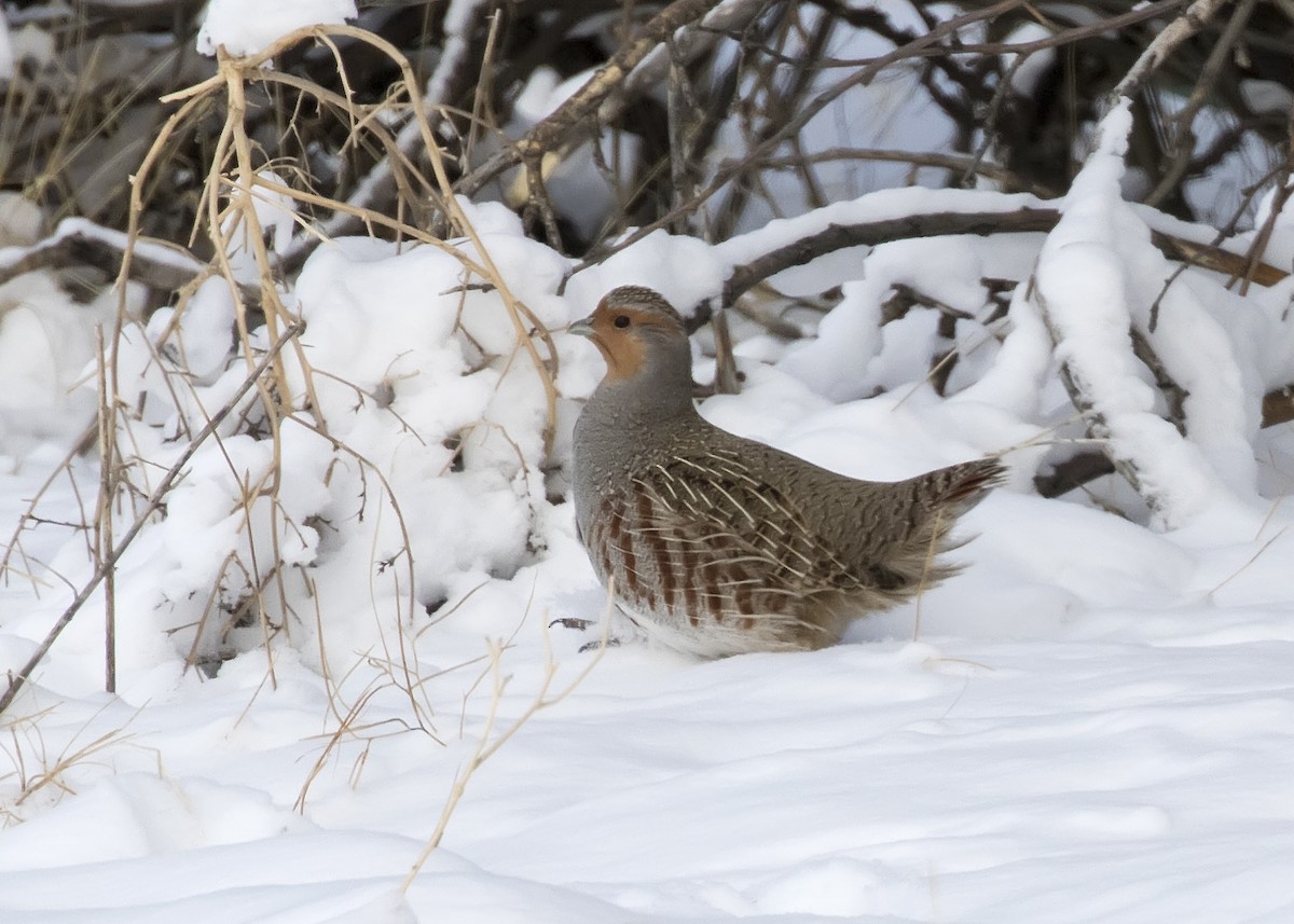 Gray Partridge - Bob Martinka