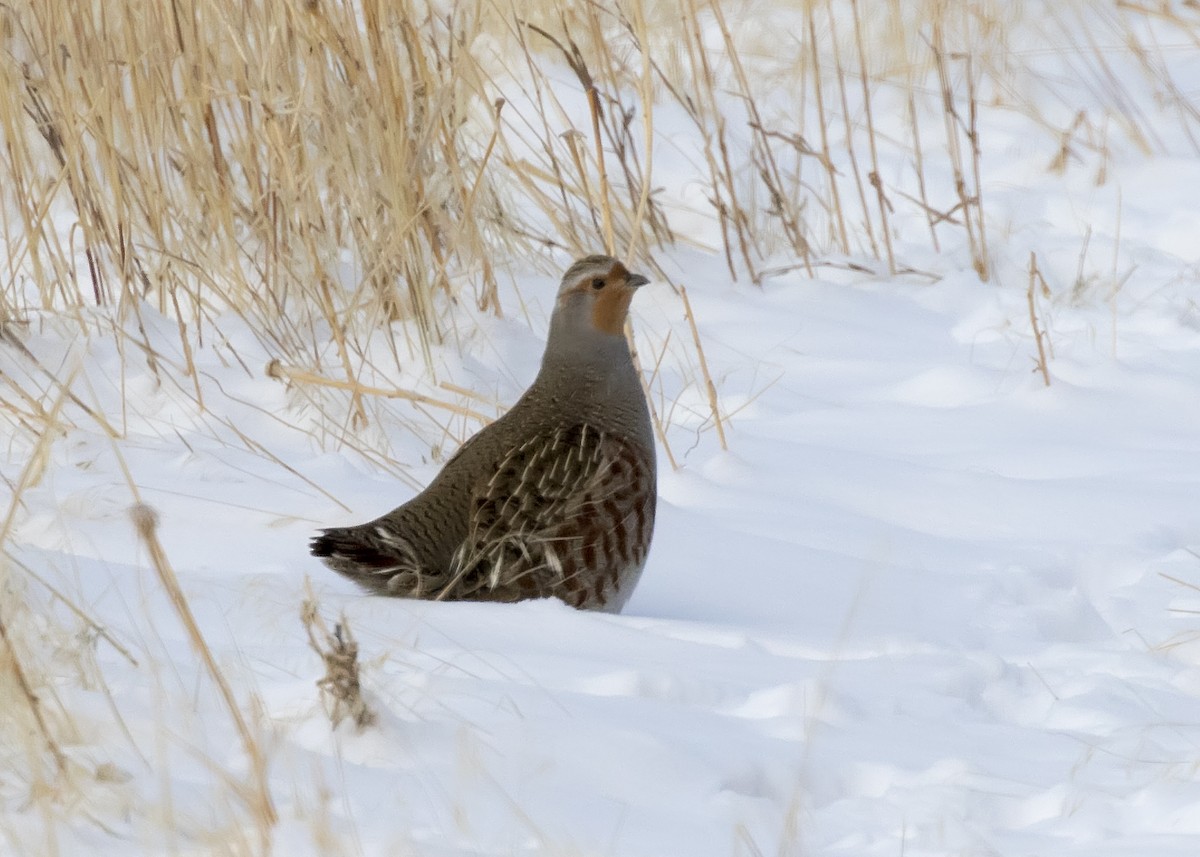 Gray Partridge - Bob Martinka