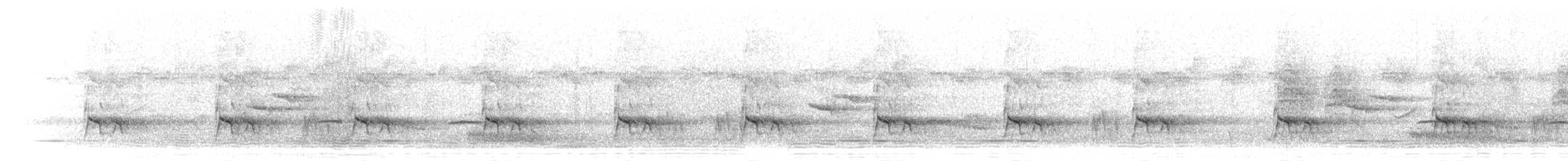 Светлобрюхий зимородок - ML278759