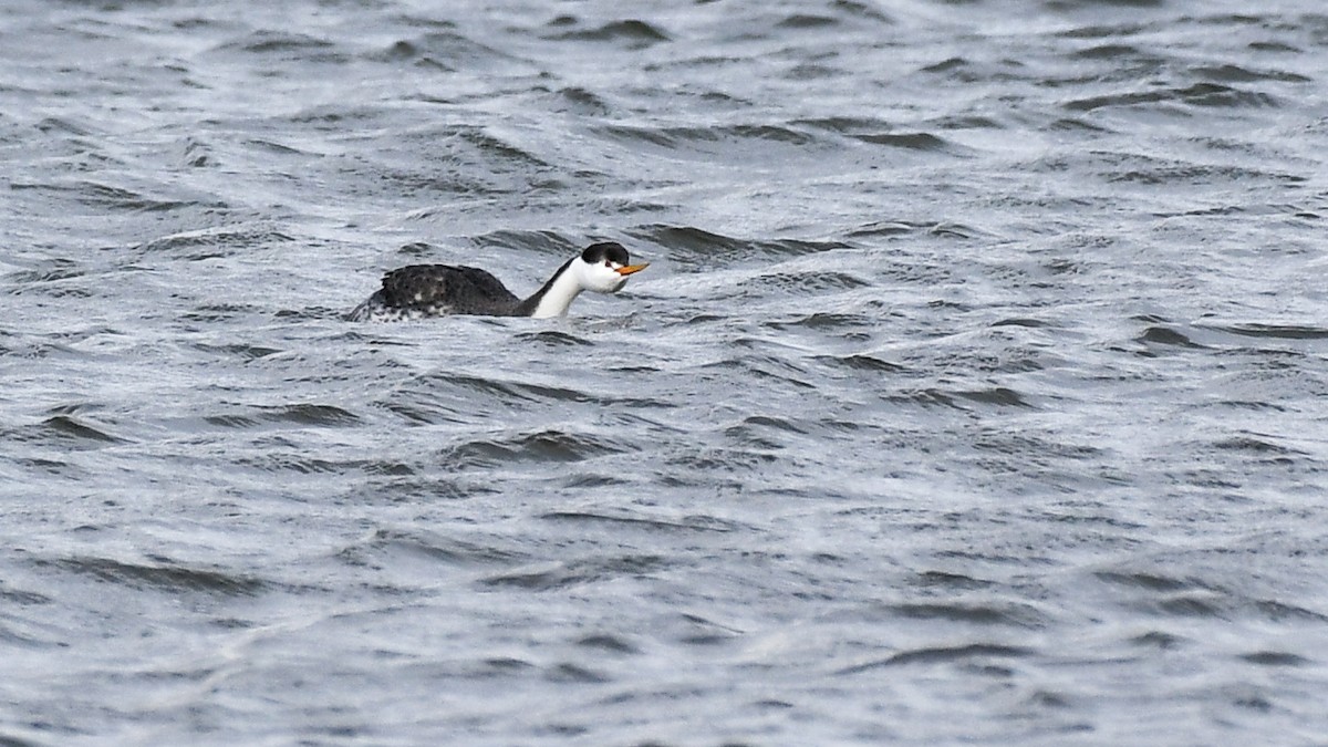 Clark's Grebe - Brent Barnes