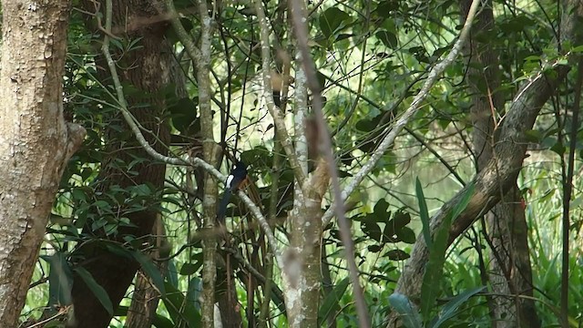 White-rumped Shama - ML278759751