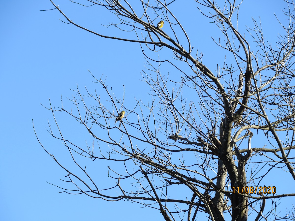 Evening Grosbeak - Chad Kauffman