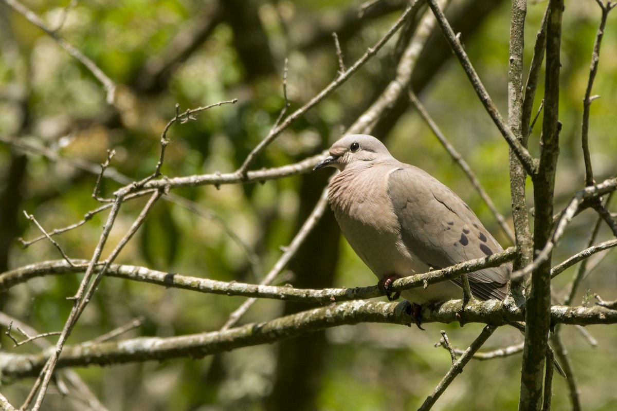 Eared Dove - ML278761981